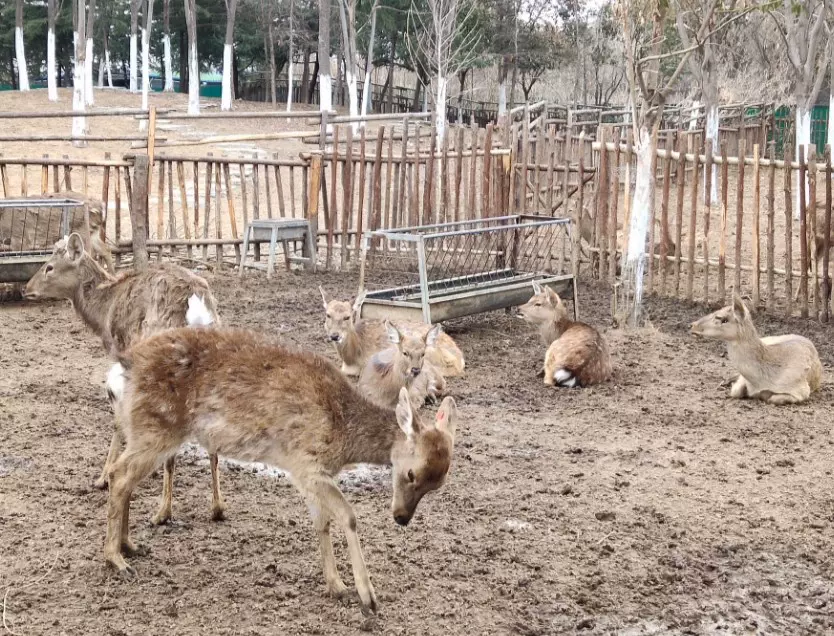 牡丹精灵动物城图片