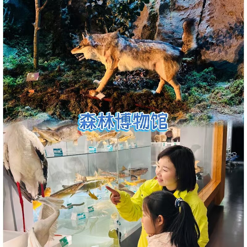 【2026哈尔滨-伊春冰雪奇缘冬令营】冰雪大世界+工业大学+鹿溪牧 - 定制游预订