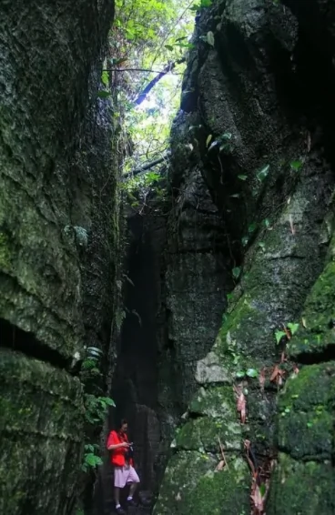 竹石林地缝景观图片