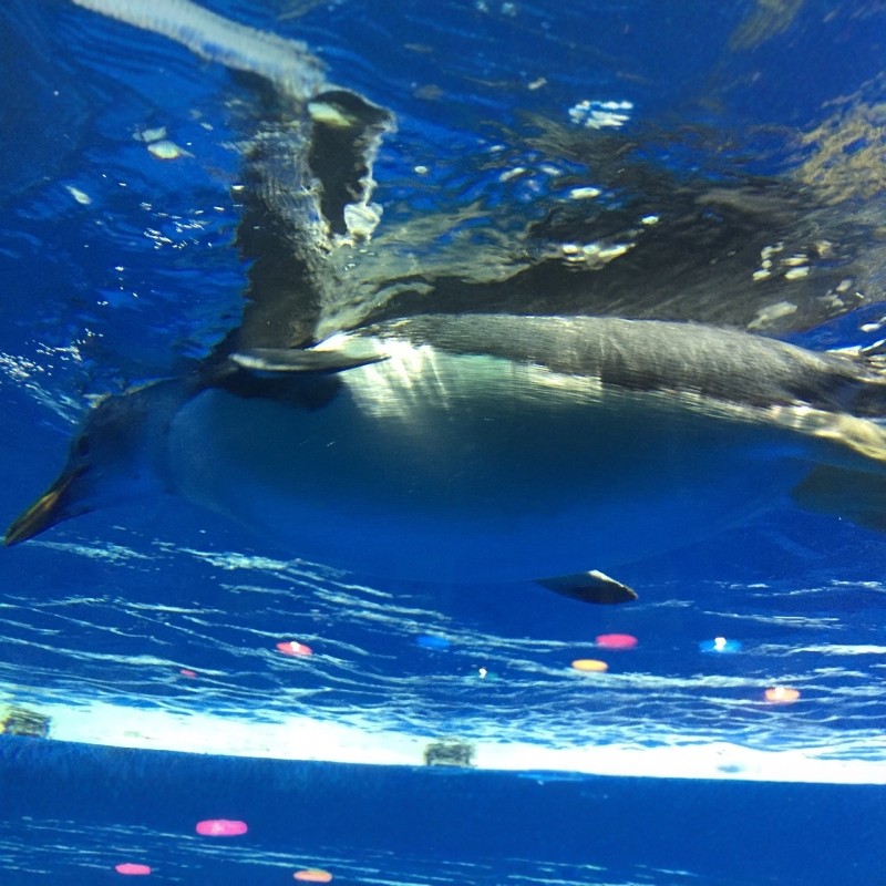 青岛国信中心酒店3天2晚|海洋公园+摩天轮+云上海天买1送1|亲子优选