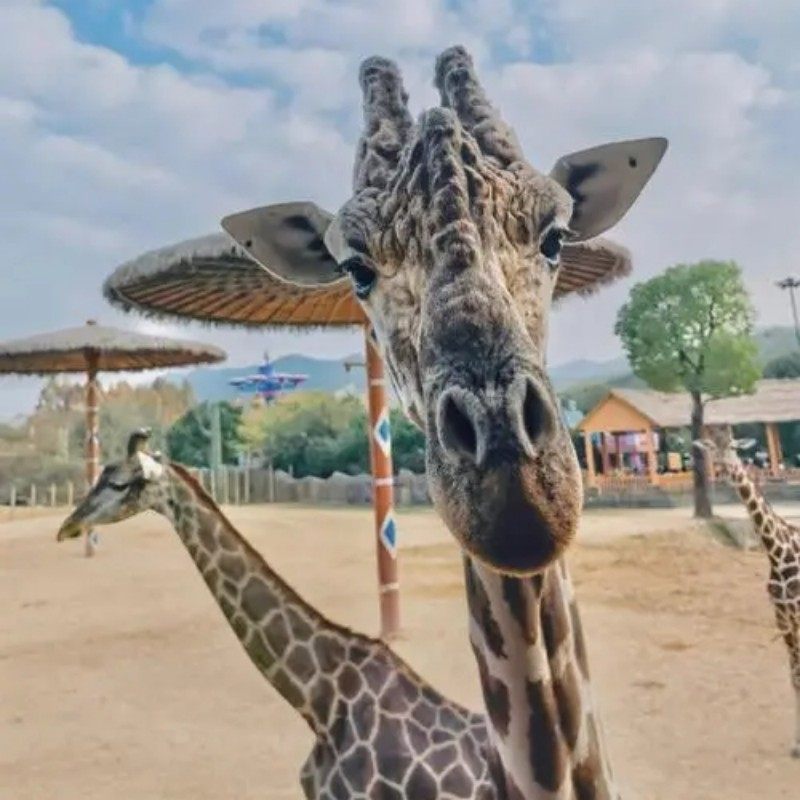 杭州御湘湖度假酒店1晚+森泊水乐园/幻想岛/野生动物世界/长乔极地海洋公园/湘湖雅韵