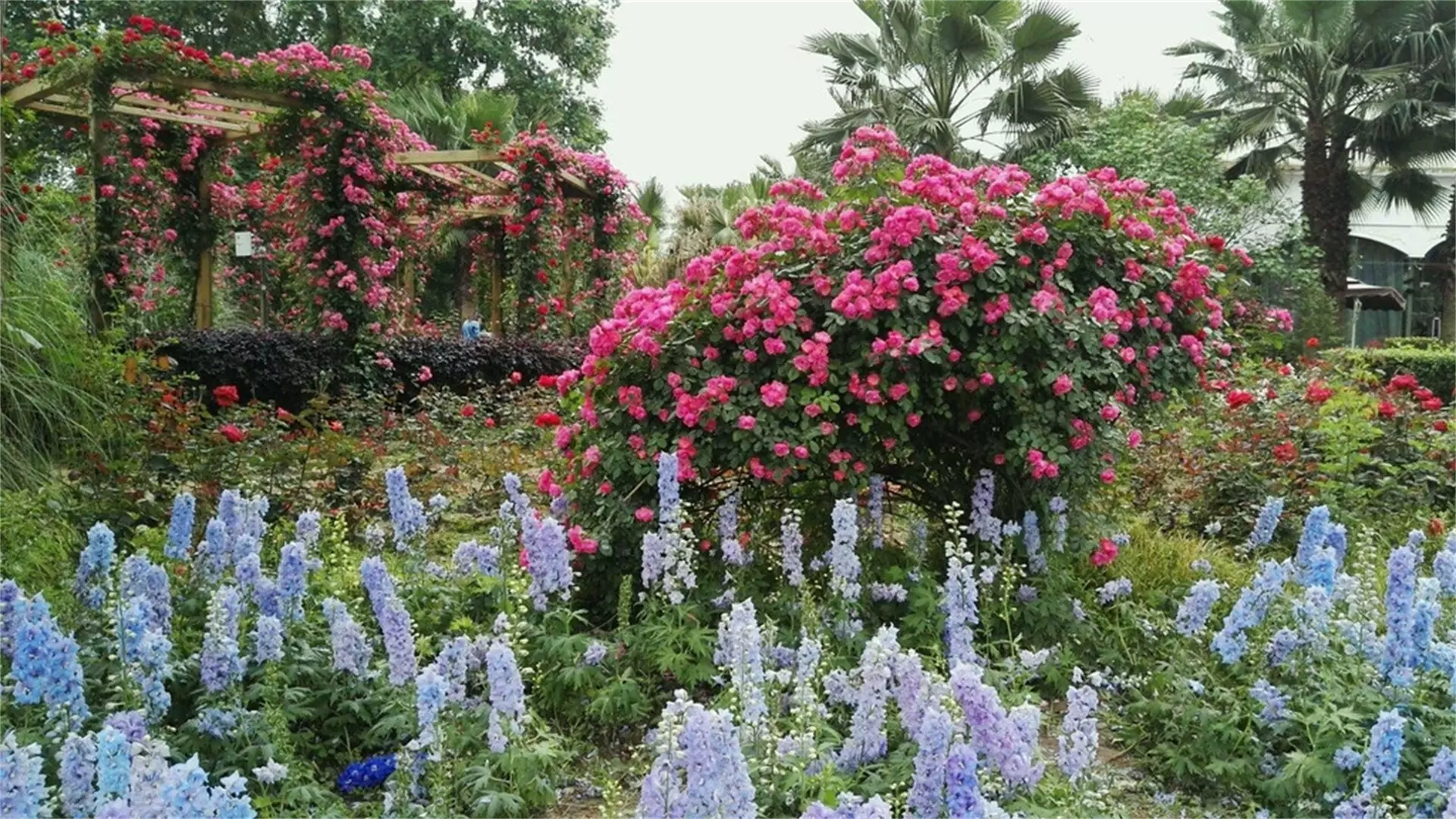 花重锦官城图片