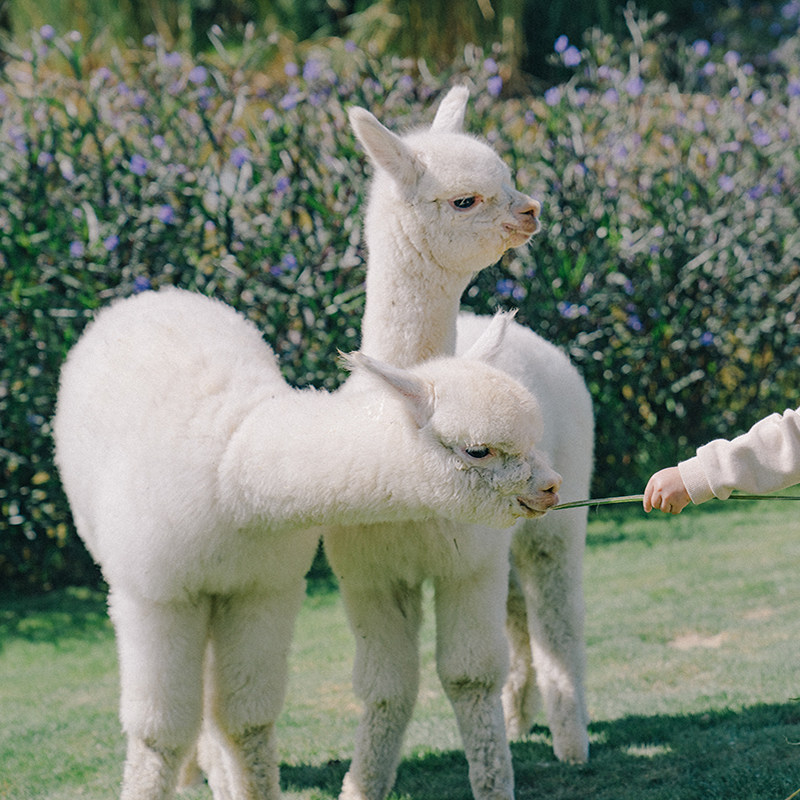 2天1晚昆明古滇度假酒店+欢乐世界(无限次入园)+朵拉萌宠双人套餐
