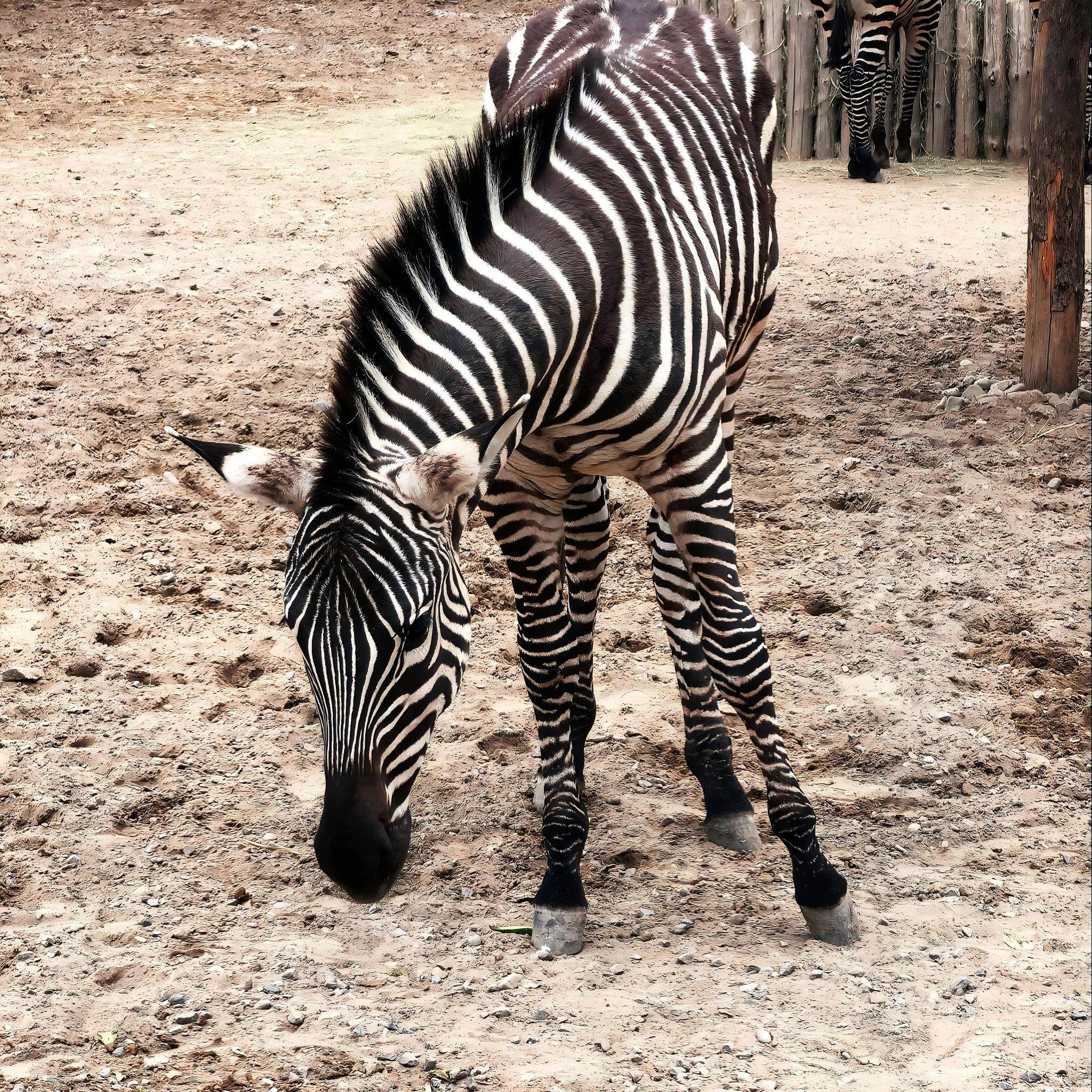 北京大兴国际机场希尔顿花园酒店住宿+北京野生动物园成人票