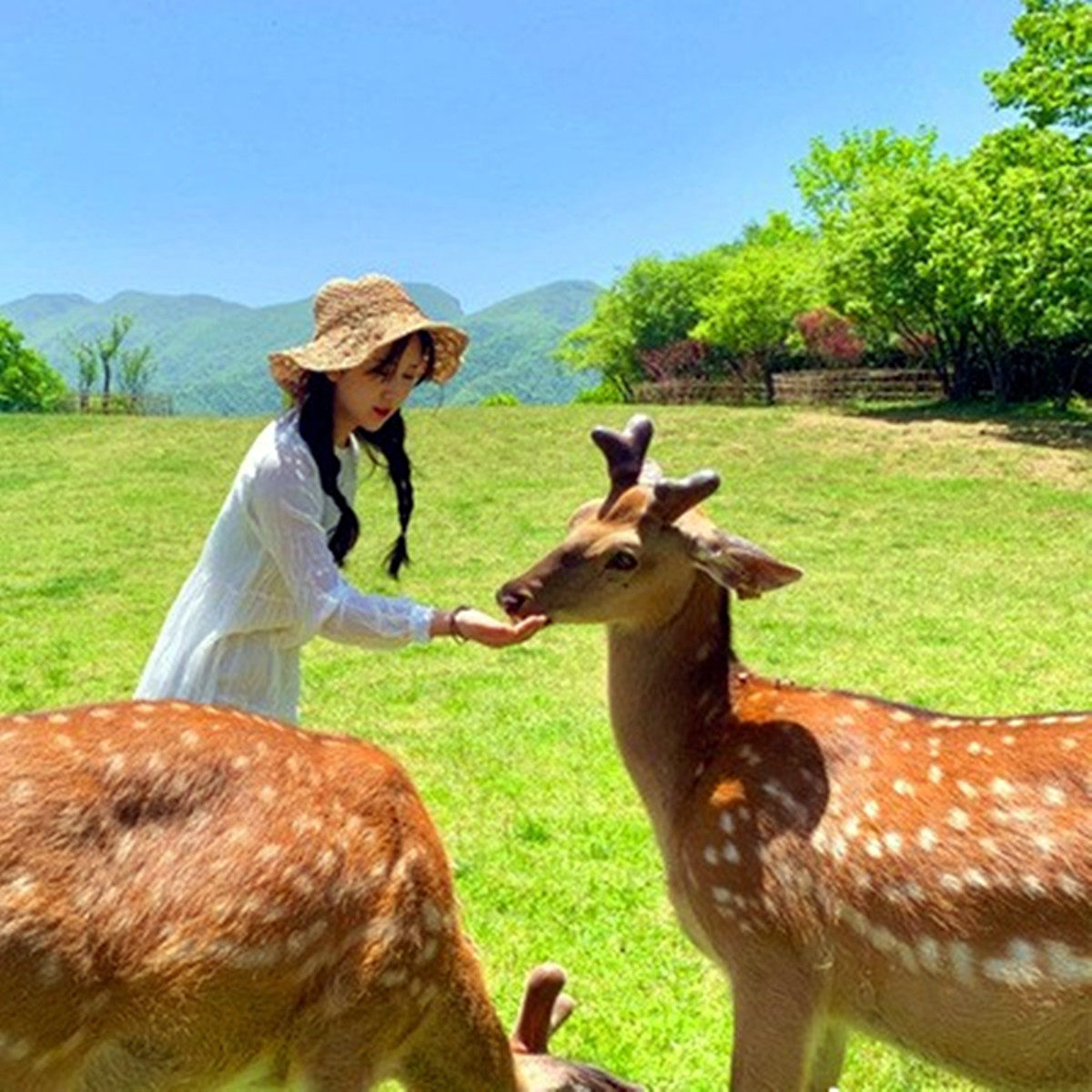 16人精品小团武汉神农架黄鹤楼官门山大九湖5日4晚纯玩跟团游