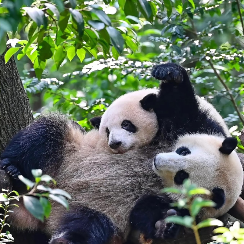 汽车直达四川成都2天舒适型自由行 - 定制游预订