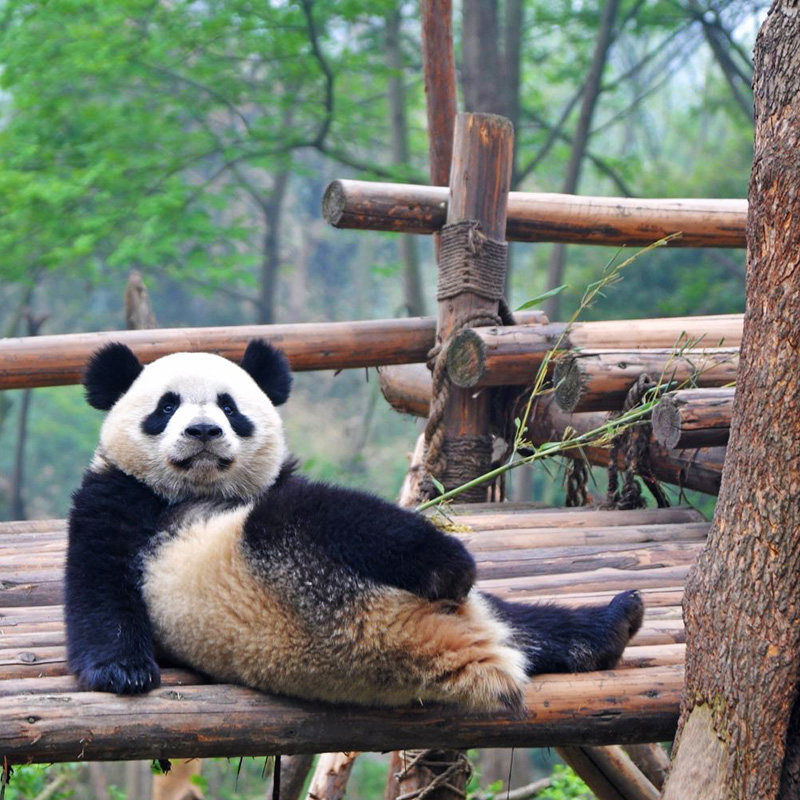 含机票|成都川剧都江堰熊猫基地金沙遗址门票4天3晚自由行亲子游