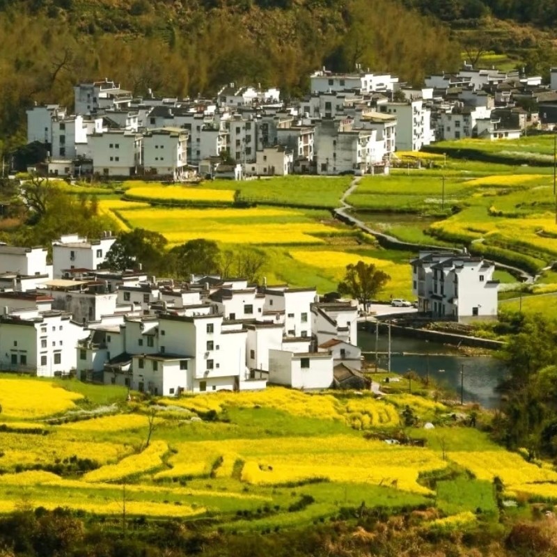 【乐享】上饶三天两晚+万亩花海漫游+千年古村探秘 - 定制游预订