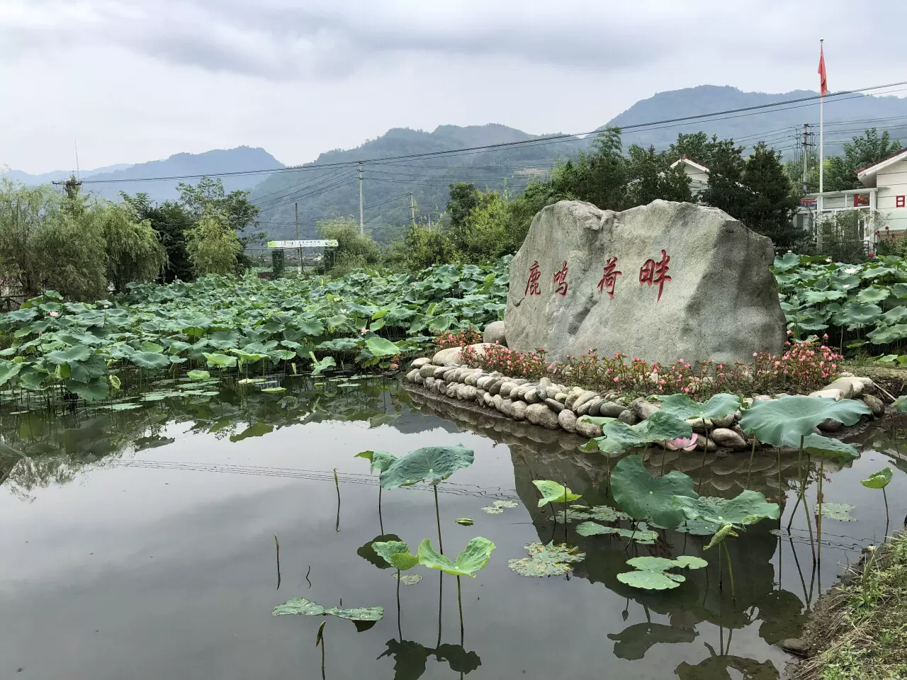 鹿鸣荷畔图片