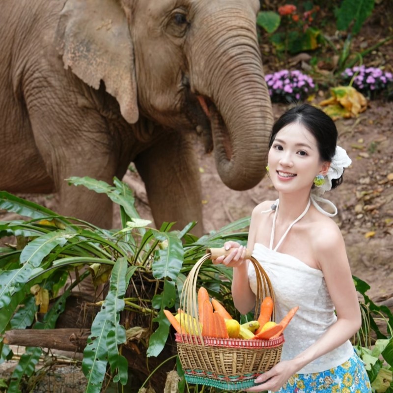 西双版纳纯玩一日游野象谷+原始森林公园纯玩一日游 - 定制游预订