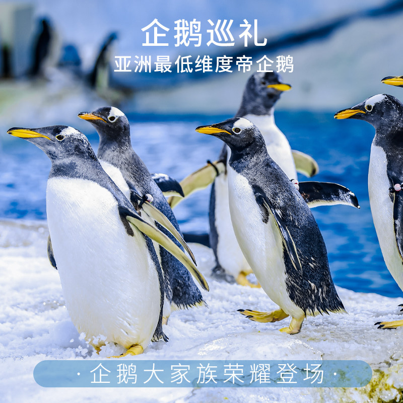【秋假大促】2天1晚珠海长隆企鹅酒店+海洋飞船长隆秀卡卡虎套票