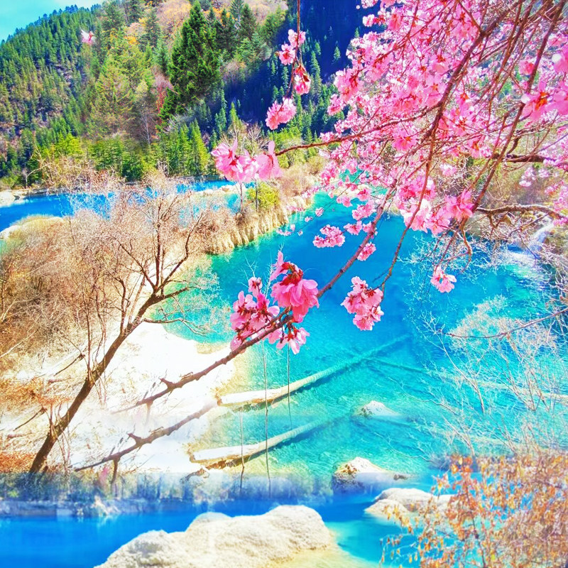 8人小团 川西九寨沟黄龙四姑娘山旅游3天2晚纯玩三日游有高铁动车