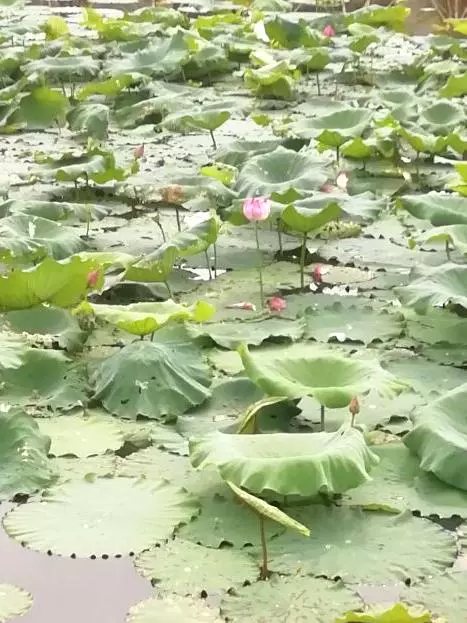 太丰西庐湿地公园图片