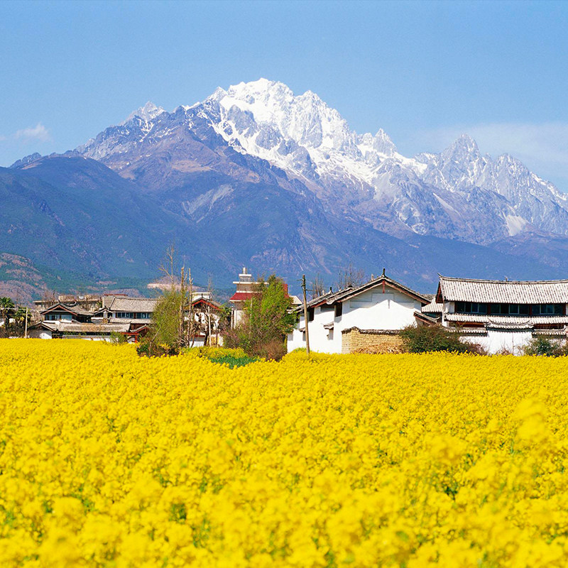 丽江大理香格里拉6天5晚跟团游美食玉龙雪山旅游洱海普达措古城 - 定制游预订