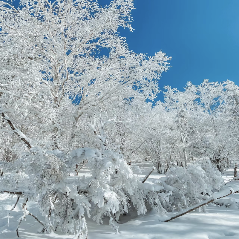 JH雪乡亚布力深度游2天1夜游 东北旅游纯玩儿 小团 无自费