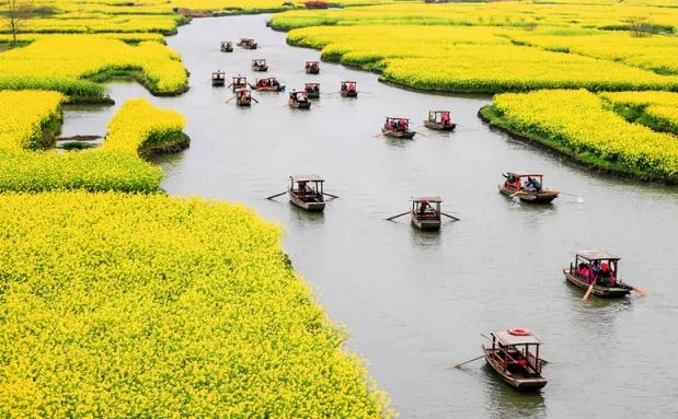 水上油菜花图片