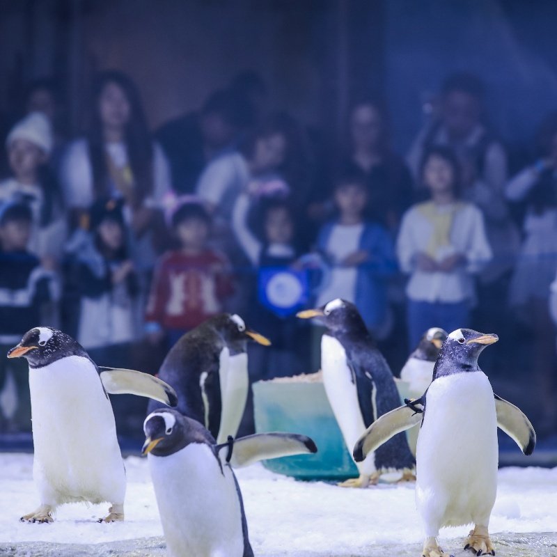 【周年庆】珠海长隆企鹅酒店2天1晚无限畅玩海洋王国/飞船乐园可选长隆秀套票