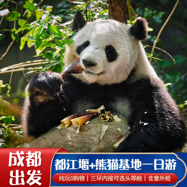 四川成都旅游到都江堰熊猫基地一日游纯玩含门票意外险可选头等舱 - 定制游预订