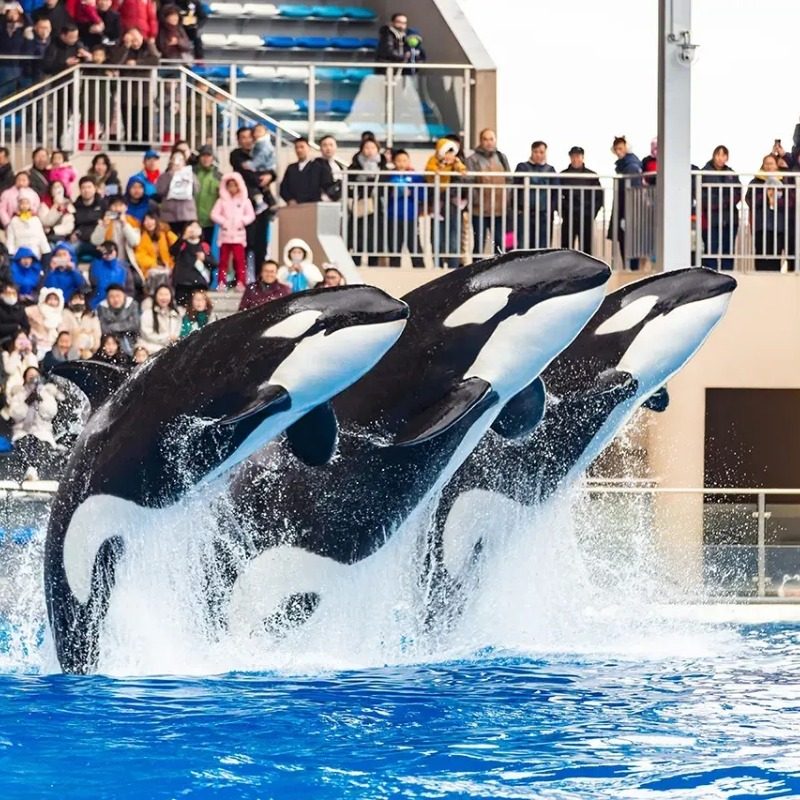 【限时】VIP通道+2日不限次海洋公园门票+上海海昌奥特曼主题酒店+双早