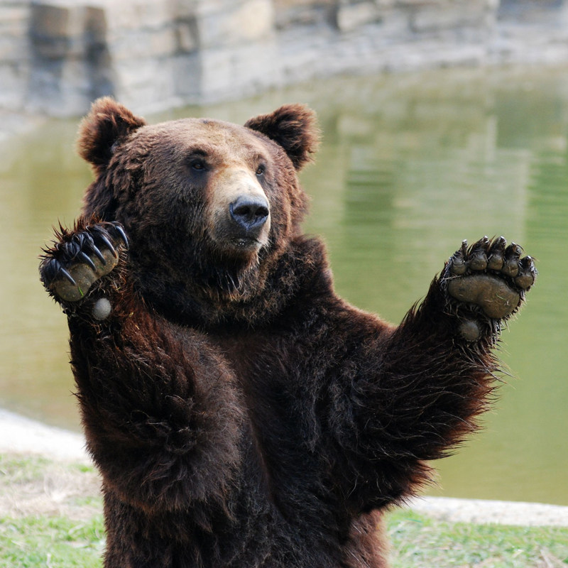杭州雷迪森铂丽+杭州野生动物世界森泊水乐园幻想岛宋城千古情