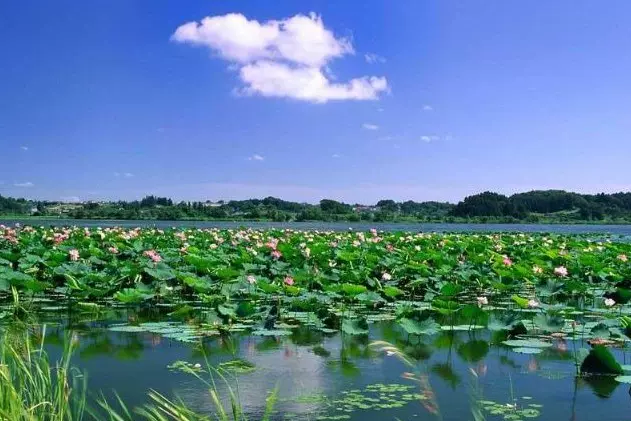 微山湖游船(微湖码头)图片