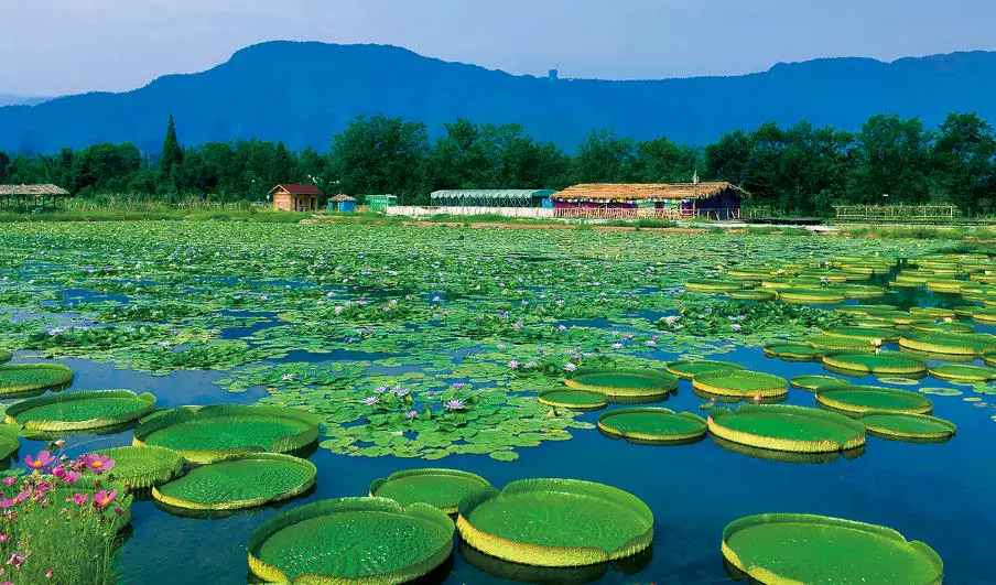 峨眉山圣地莲花图片