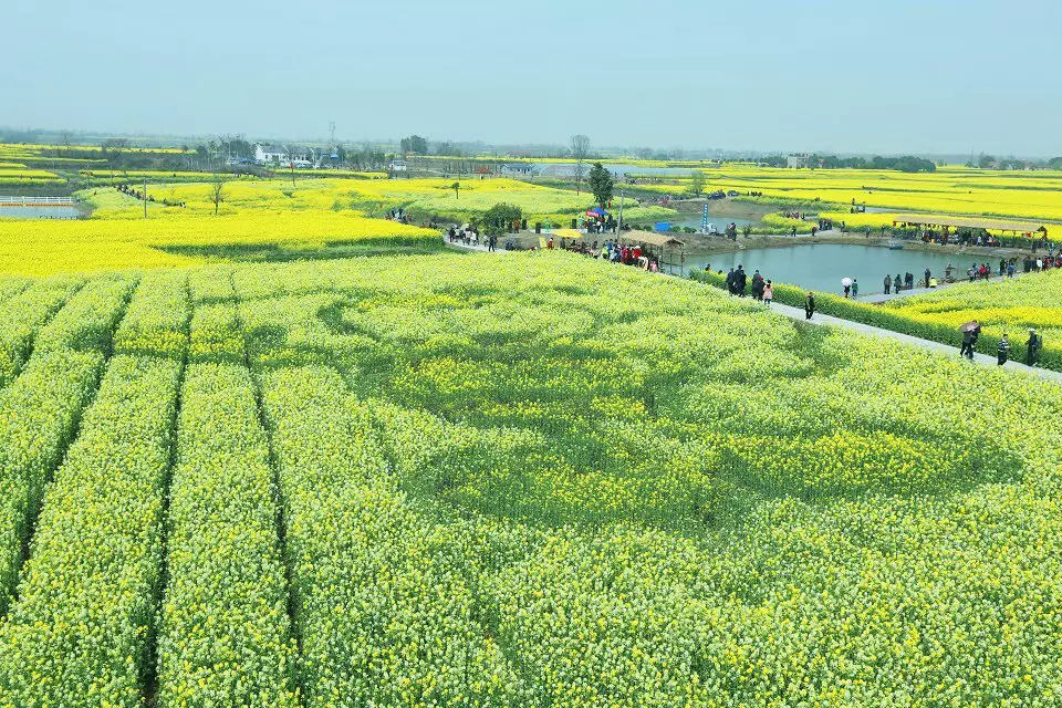 沙洋油菜花图片