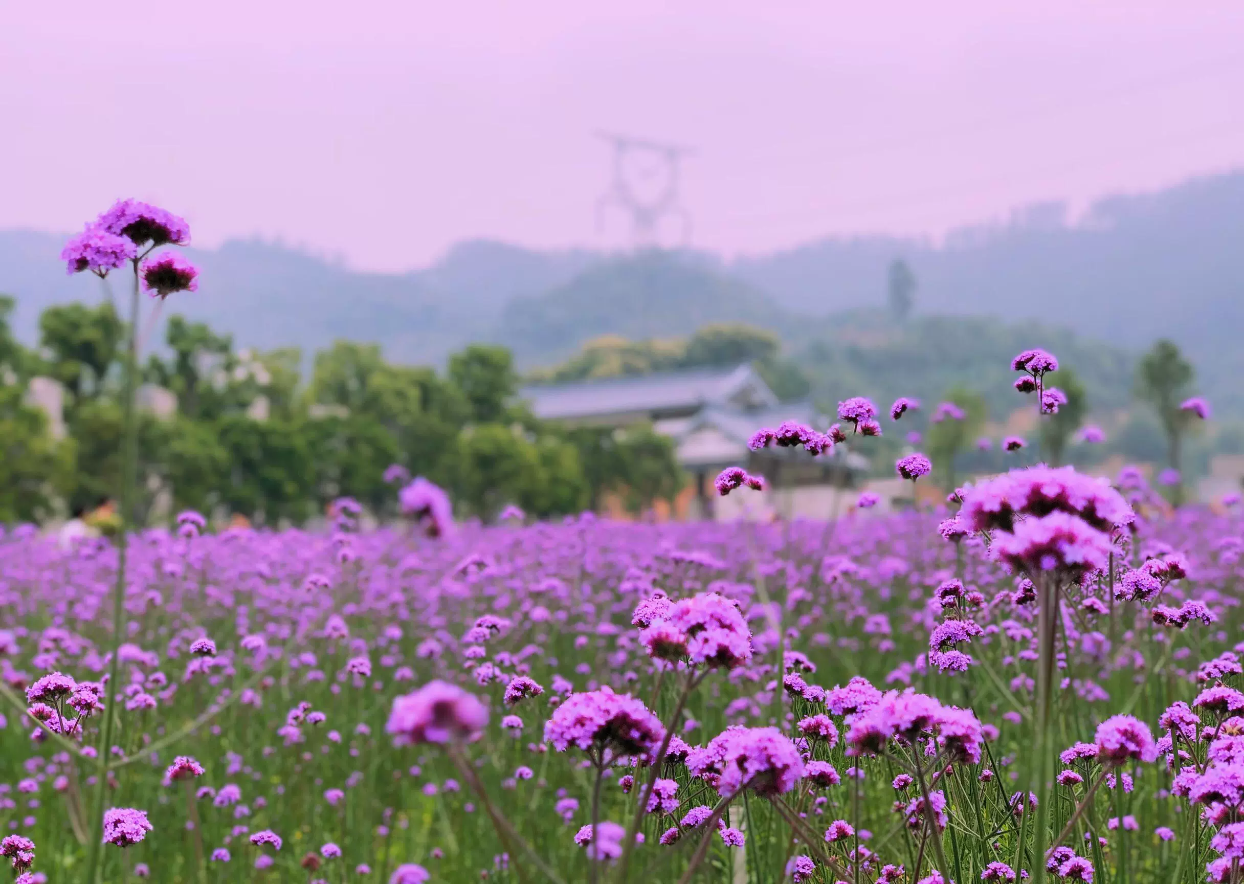 贵安花海拓展公园图片