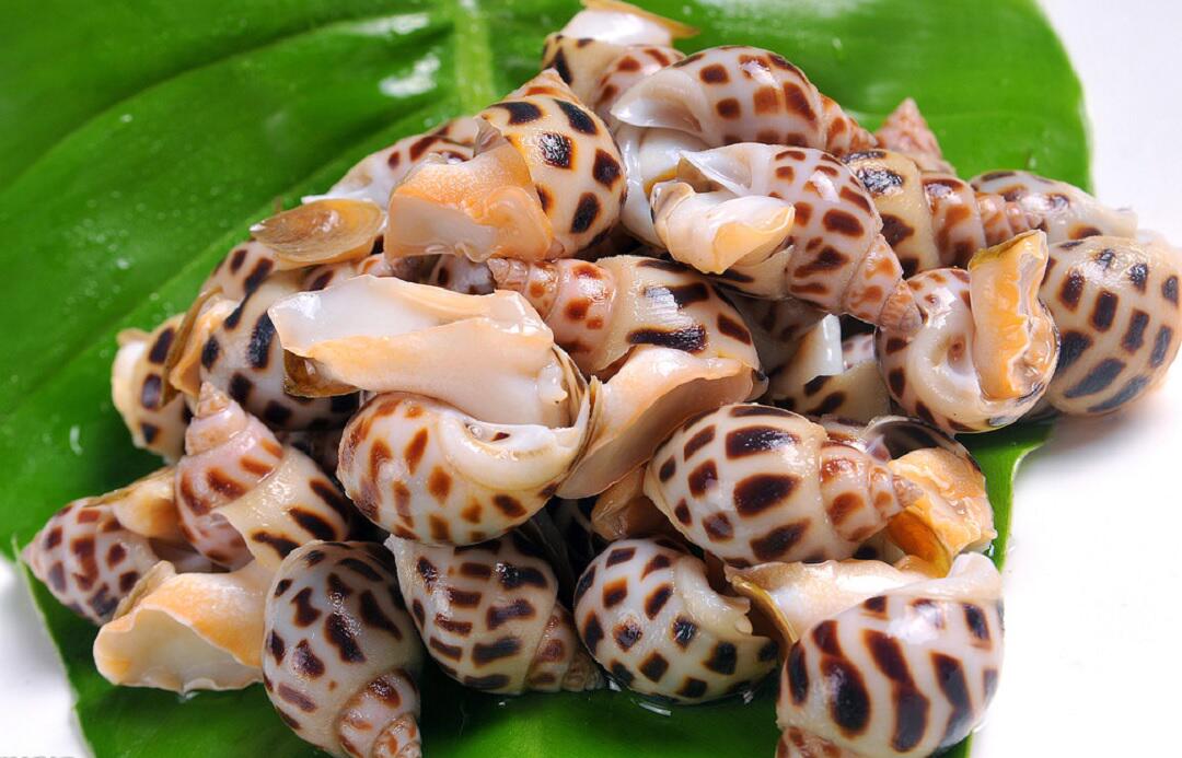 舌尖上的六大肥美海螺