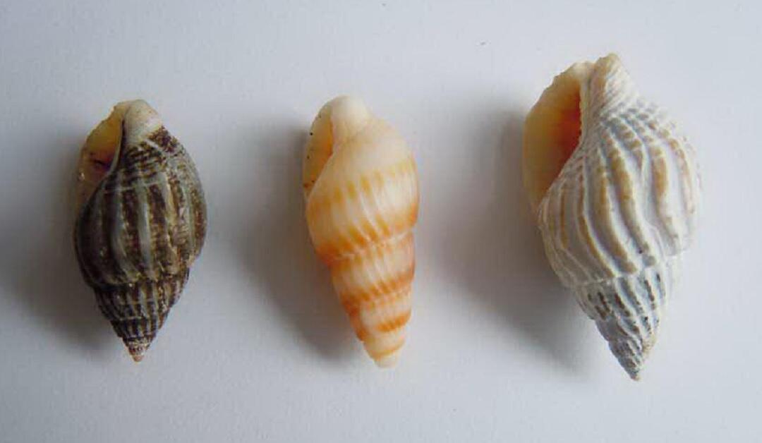 舌尖上的六大肥美海螺