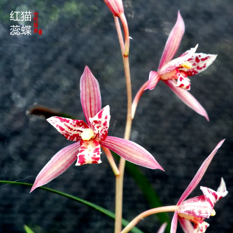 蘭花苗紅花三星蝶紅貓蕊蝶紅三娘建蘭四季蘭