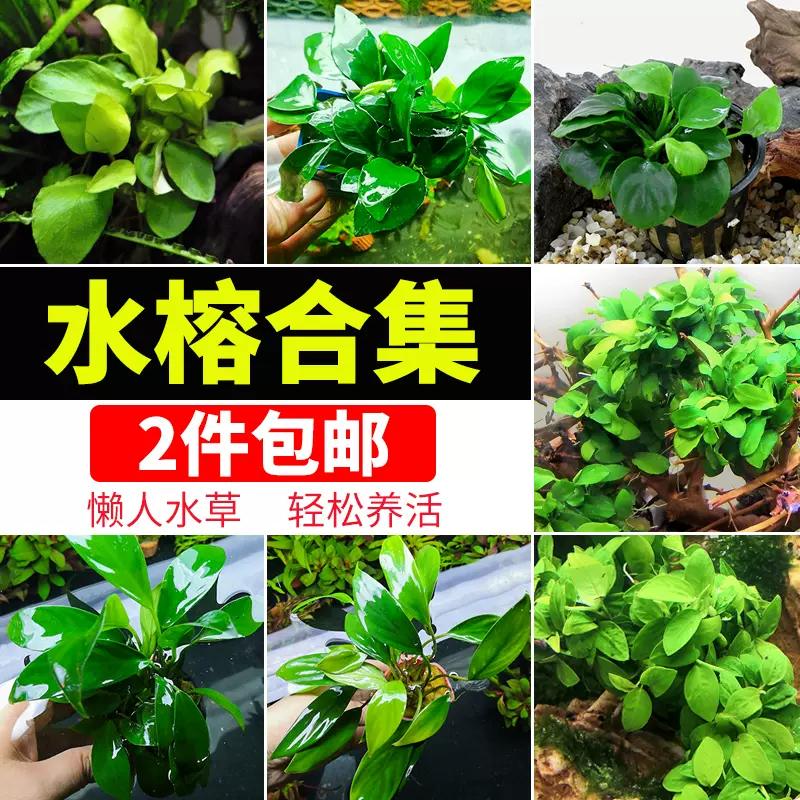 魚缸懶人造景陰性水草金錢丹麥大葉黃金小型迷你水榕沉木新手植物 Taobao