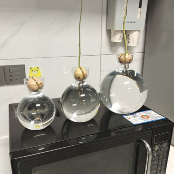 Avocado transparent glass hydroponic vase
