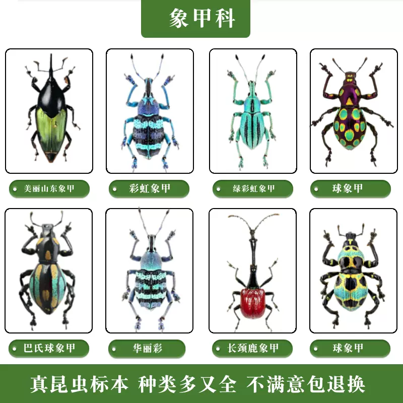 蝶语：象甲科真昆虫标本-Taobao