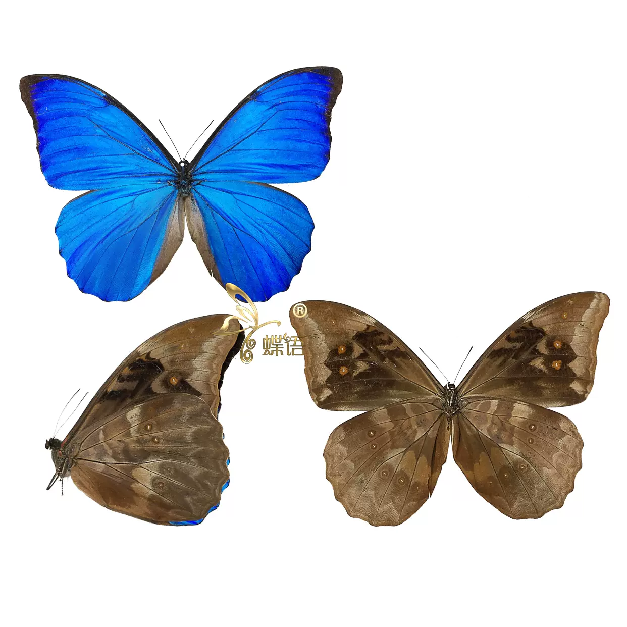 蝶语闪蝶标本morpho Anaxibia美神闪蝶真蝴蝶标本