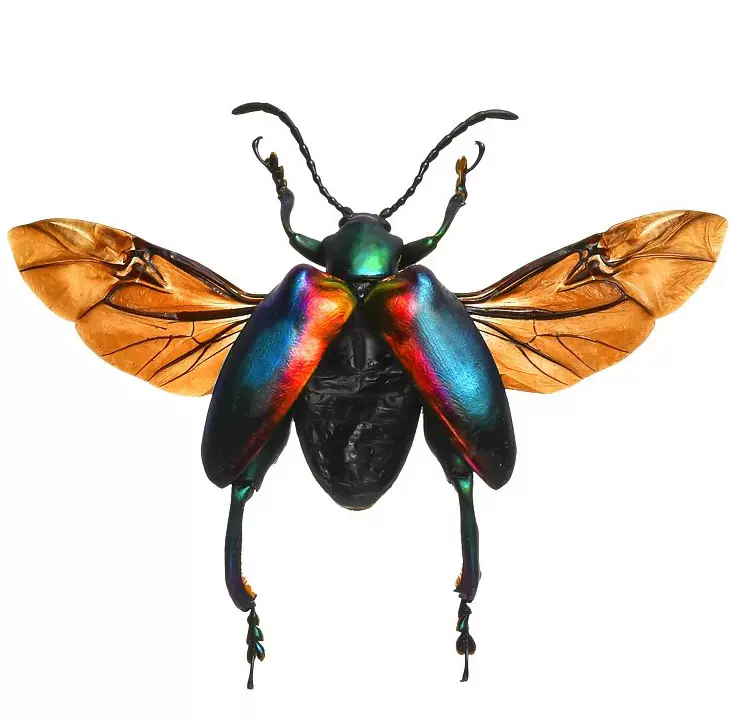 蝶語昆蟲專家：葉甲科 （已展翅） 甲蟲標本昆蟲標本展個性化定製-Taobao