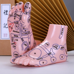 Foot Massage Model, Foot Reflex Zone Acupoint Massager, Foot and Toe Foot Therapy Health Care Acupoint Stick for Home Use