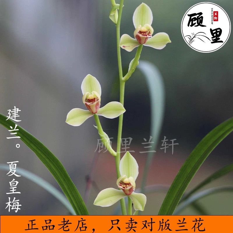 寒蘭虎山素蘭花苗素心蘭名品大葉寒蘭帶花苞發貨細葉寒蘭清香好養