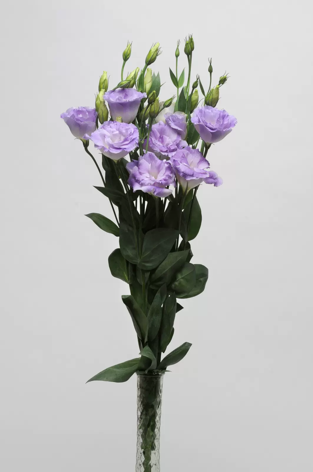 洋桔梗abc 1 雾蓝色10 100粒