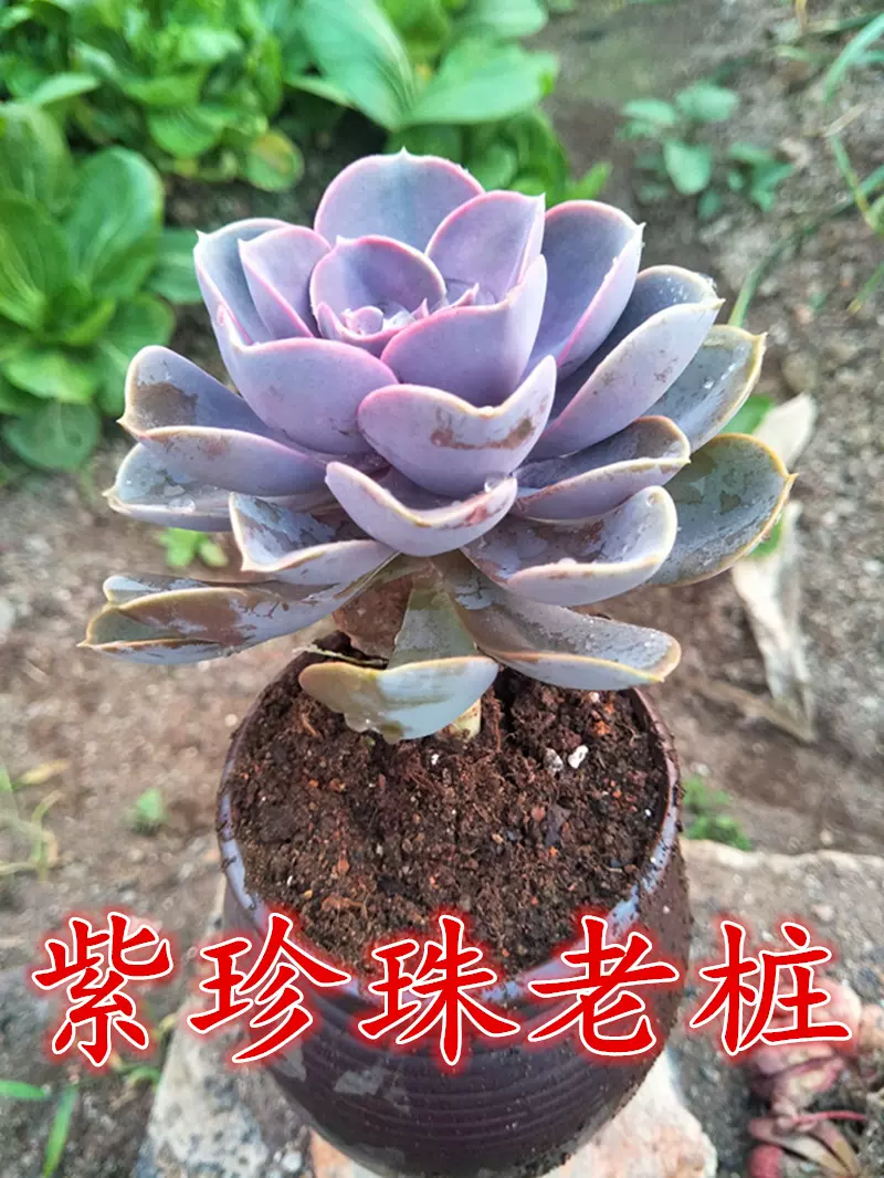 妍帆园艺红心莲红心莲多肉植物紫珍珠多肉植物绿植园艺