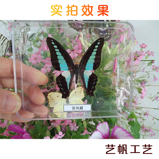 本物の蝶標本オーナメント - 手作りの昆虫アートギフト