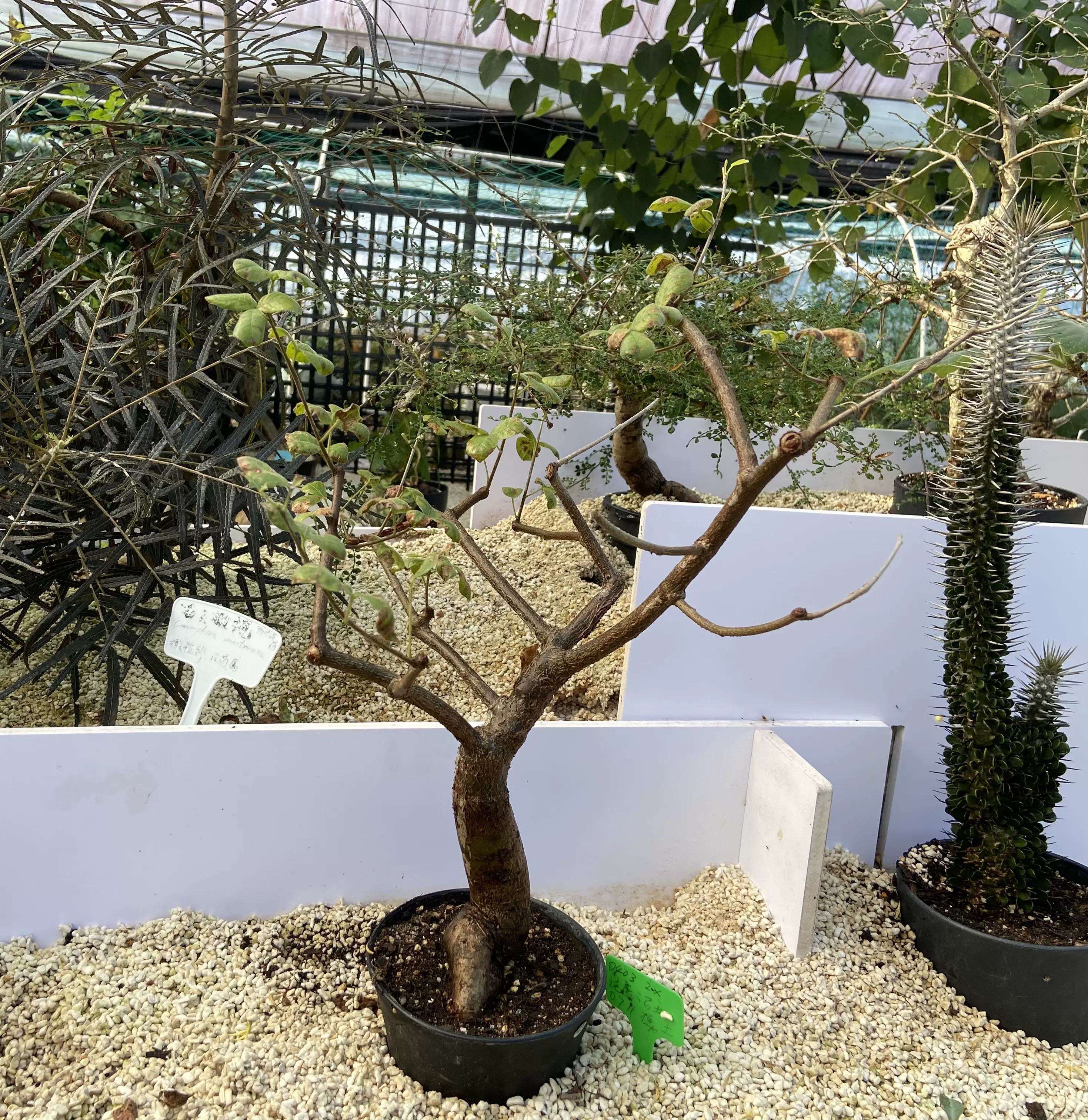 奧比克橄欖沒藥屬Commiphora orbicularis實生多肉塊根潮流植物