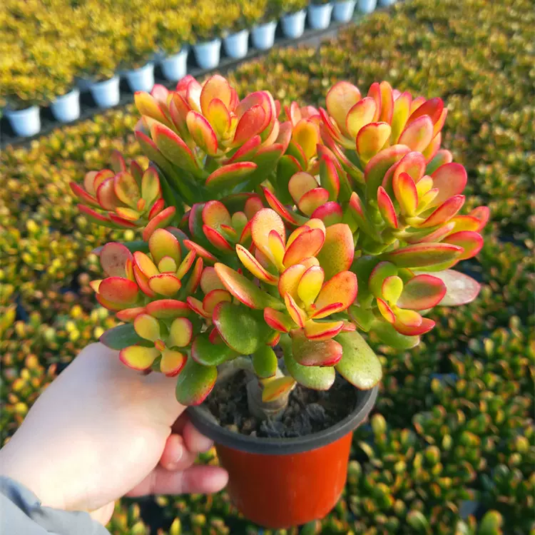 正版韩国姬红花月老桩黄金花月落日之雁铲叶花月