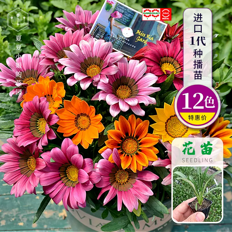 夏夏花园 进口1代种播勋章花苗耐寒四季开花勋章菊