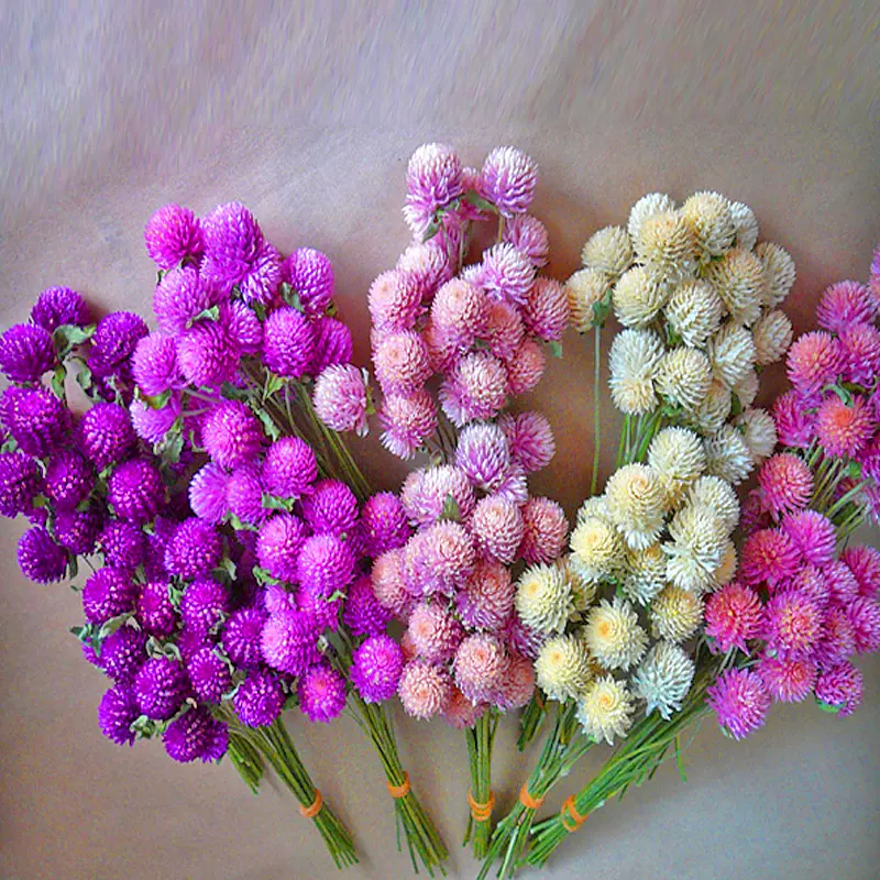 千日红四季夏秋冬播干花室内盆栽植物庭院陆地易活花卉