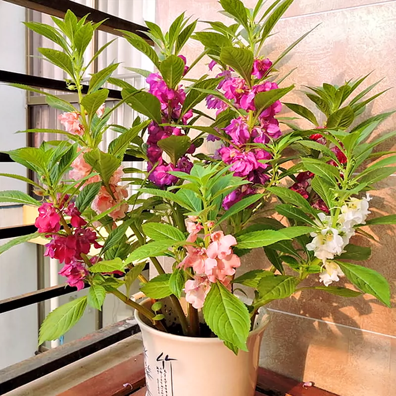 凤仙花指甲花花籽春夏秋冬播四季种易活花卉种子