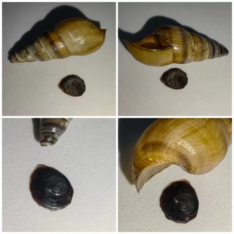 贝壳海螺标本收藏广东产未定短沟蜷34mm 带口盖浅色带花纹