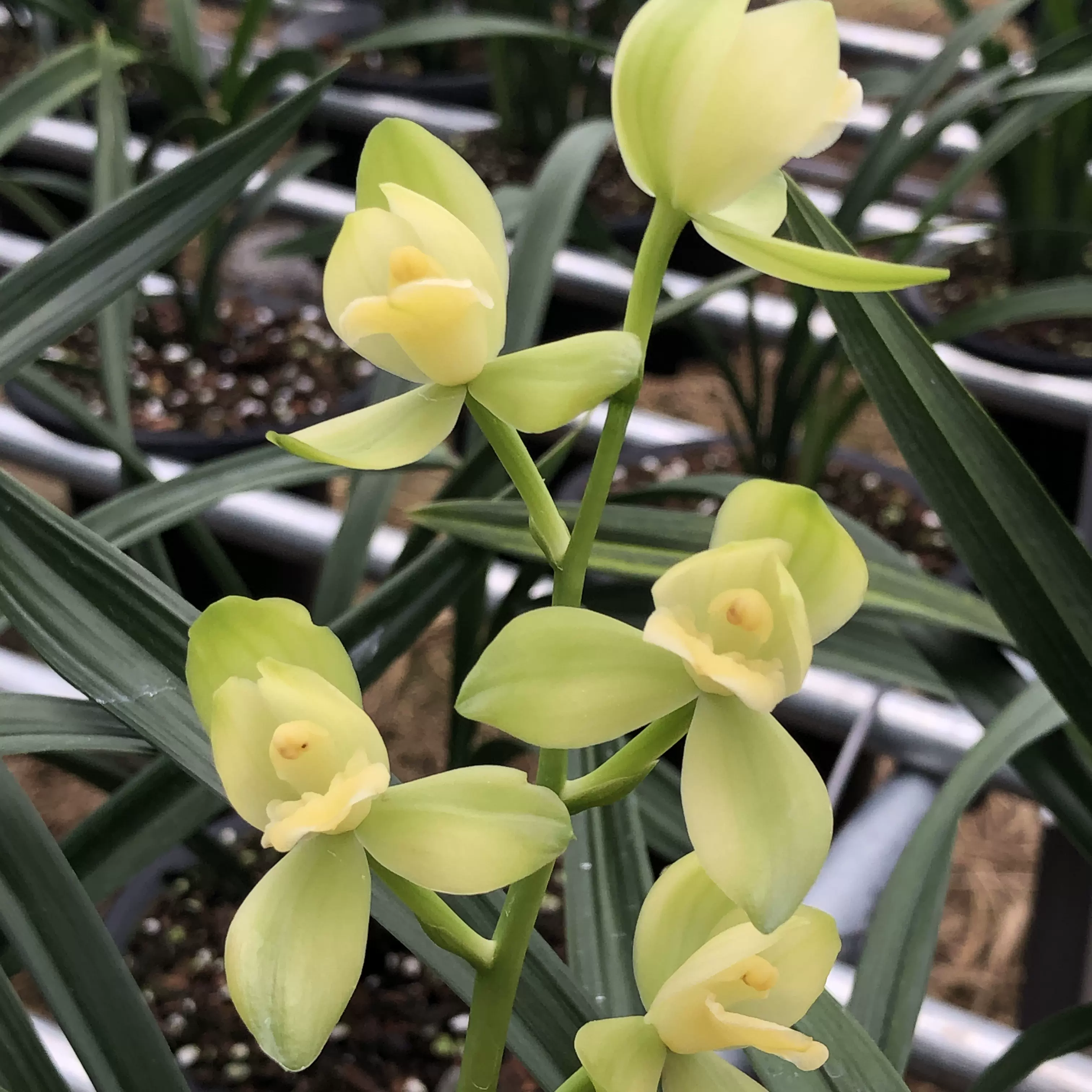 兰花建兰新品素荷浓香墨兰蕙兰绿植室内盆栽花期