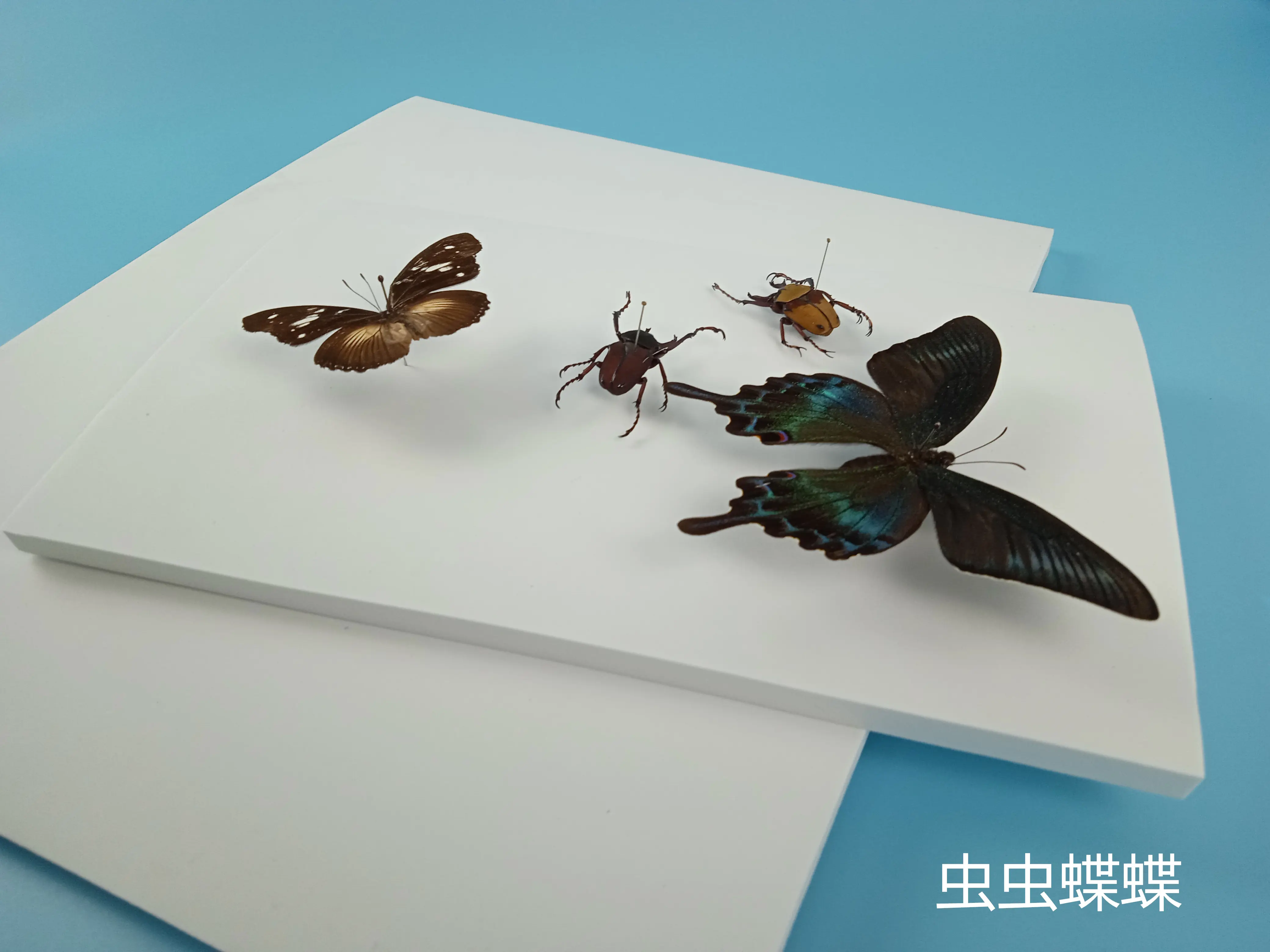 高密度EVA板昆蟲蝴蝶標本針插板展足板展翅板泡沫板10元包郵發貨- Taobao