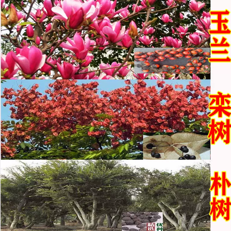 欒樹北京欒黃山欒南欒樹種大小葉沙樸樹籽廣玉蘭